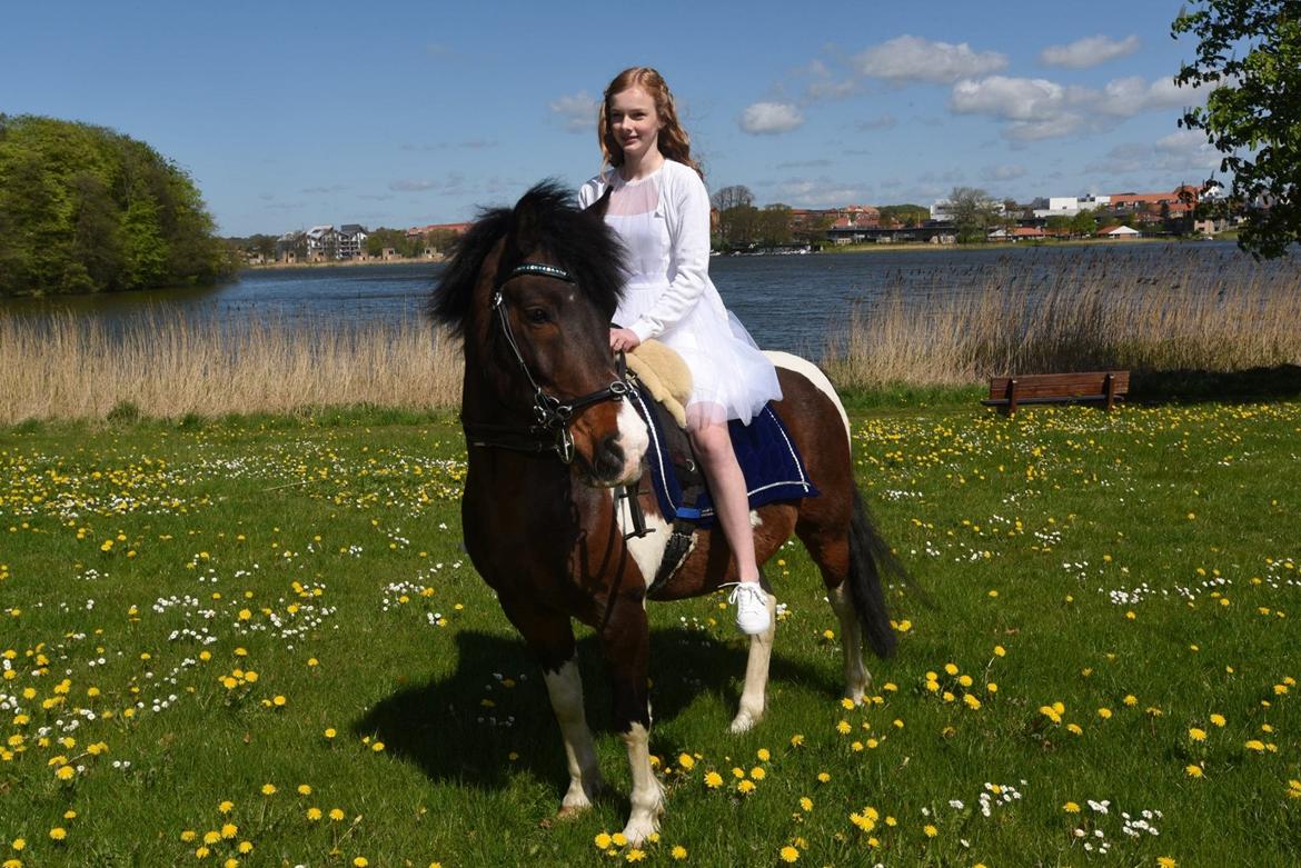 Pinto /Islænder   Futte - Simone (Futte's part) til hendes konfirmation d. 10 maj :-) billede 5