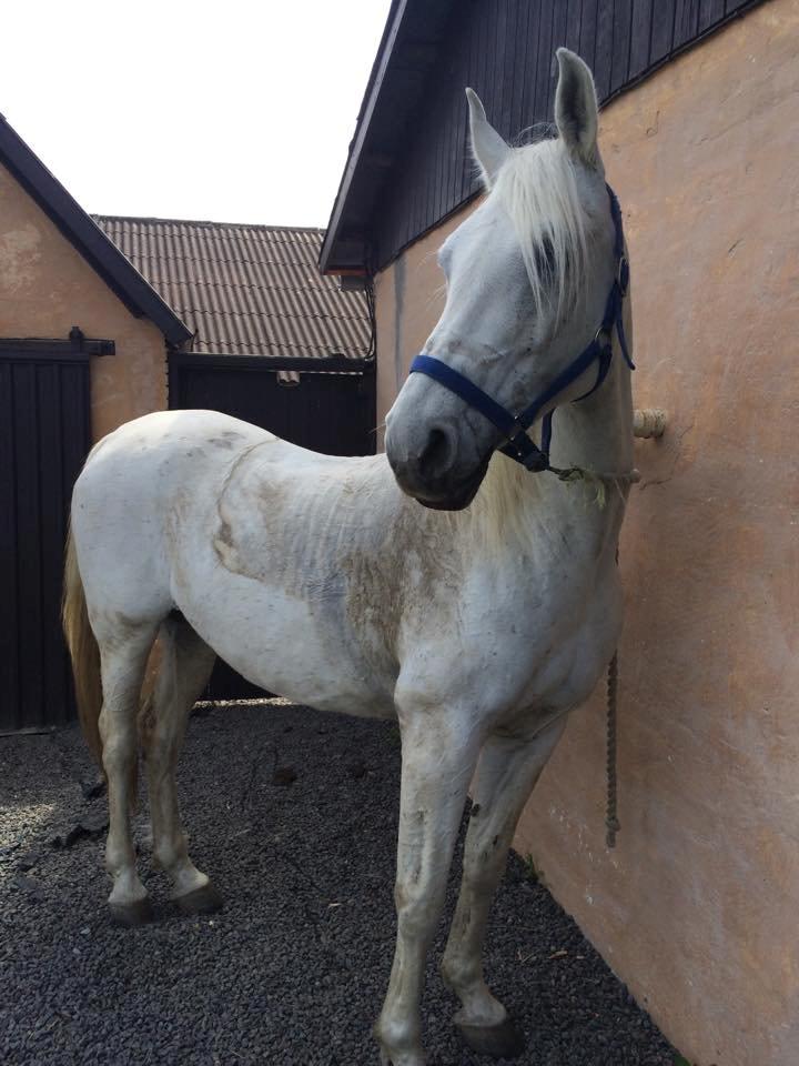 Shagya Araber (SH) Bounty billede 1