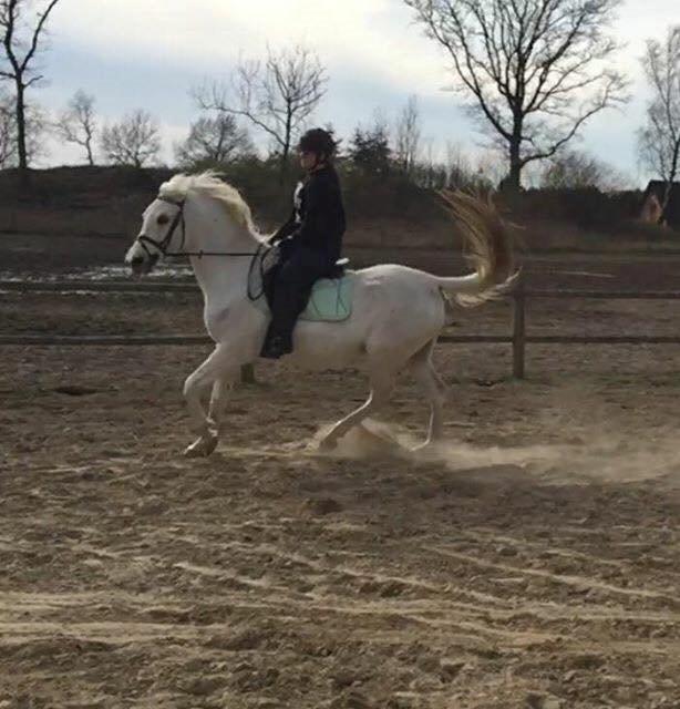 Shagya Araber (SH) Bounty billede 4