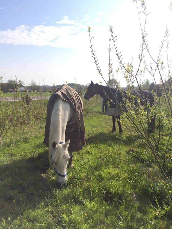 Shagya Araber (SH) Bounty billede 6