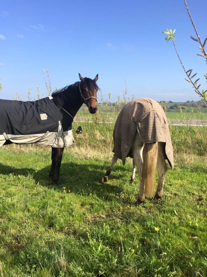 Shagya Araber (SH) Bounty billede 12