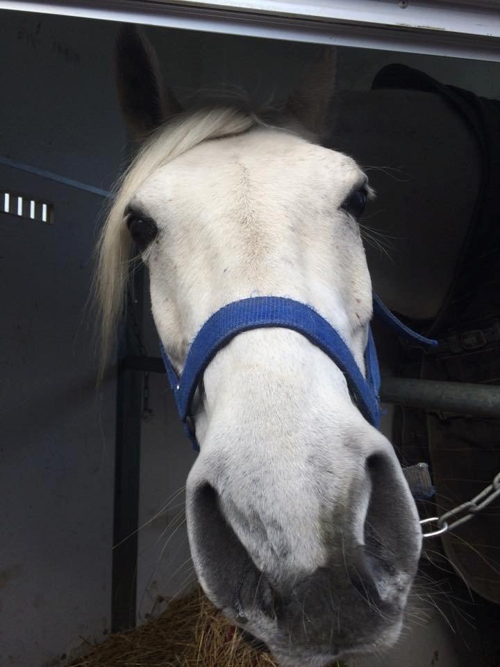 Shagya Araber (SH) Bounty billede 5