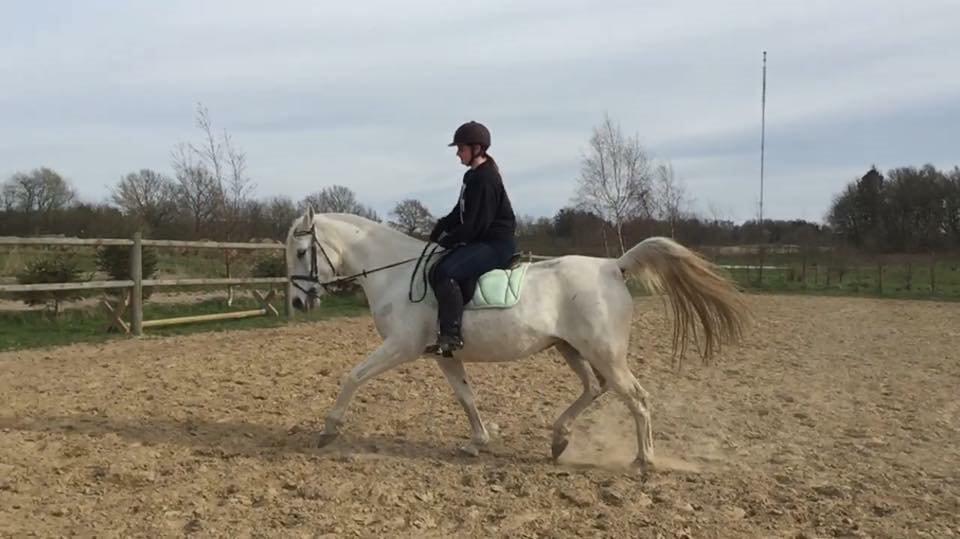 Shagya Araber (SH) Bounty billede 9