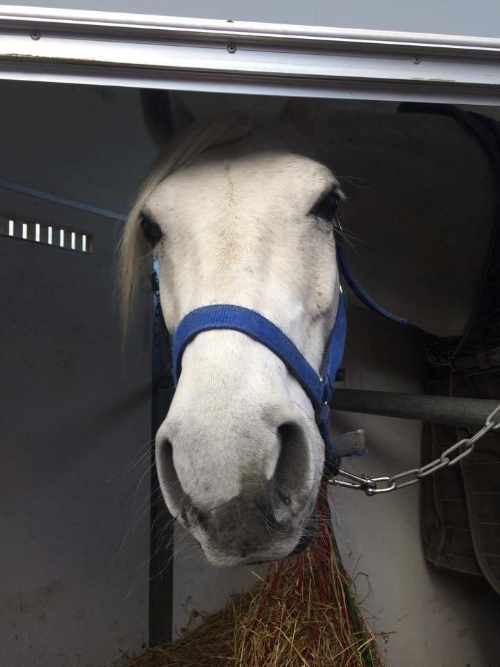 Shagya Araber (SH) Bounty billede 10