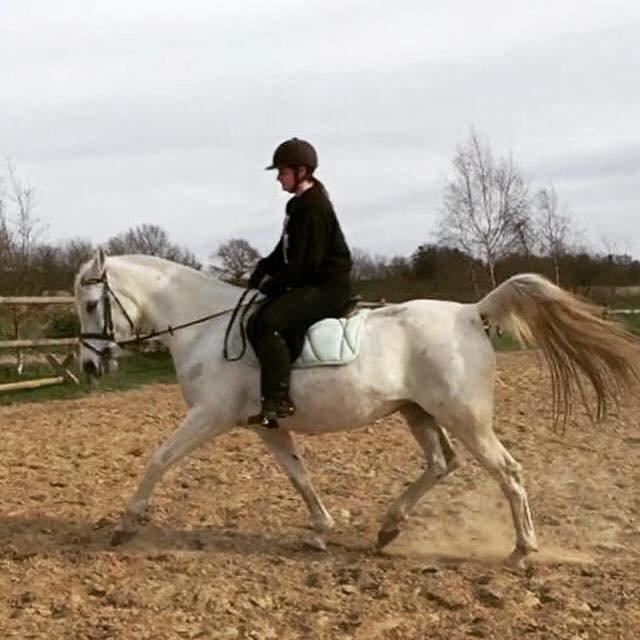 Shagya Araber (SH) Bounty billede 11