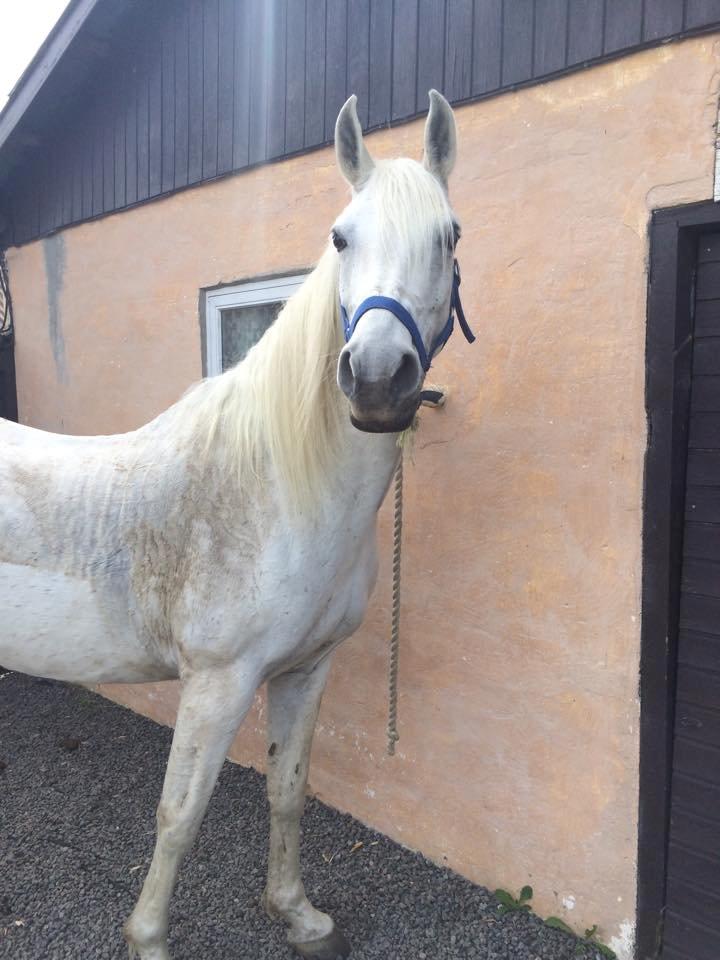 Shagya Araber (SH) Bounty billede 8