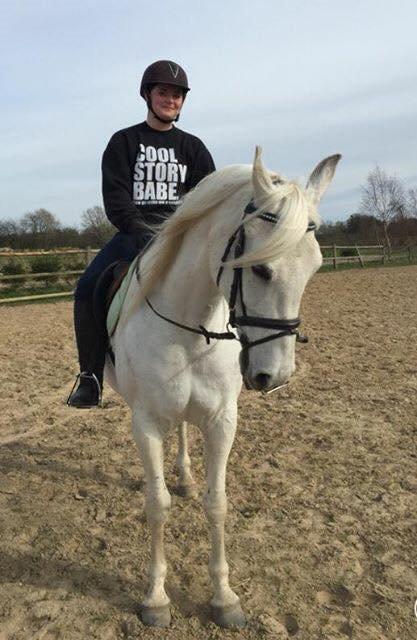 Shagya Araber (SH) Bounty billede 2