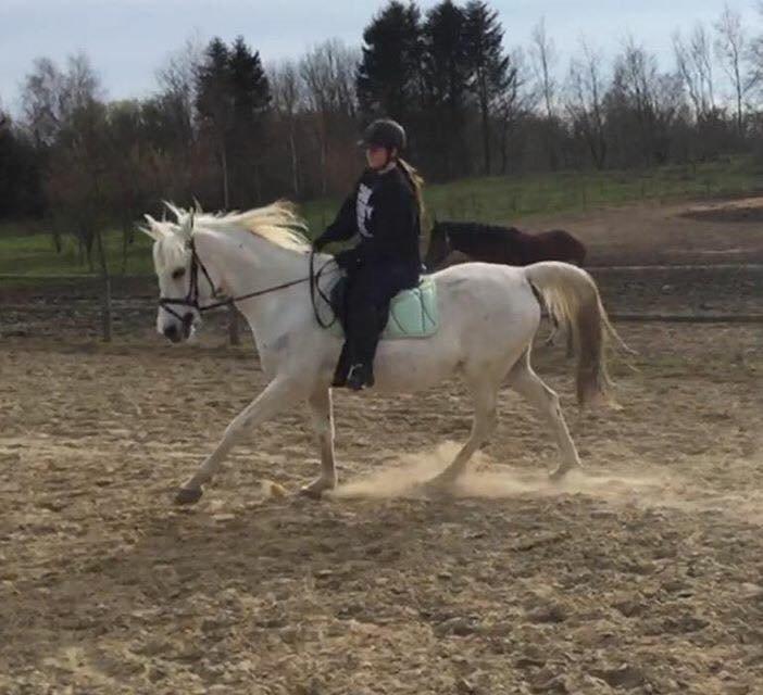 Shagya Araber (SH) Bounty billede 7