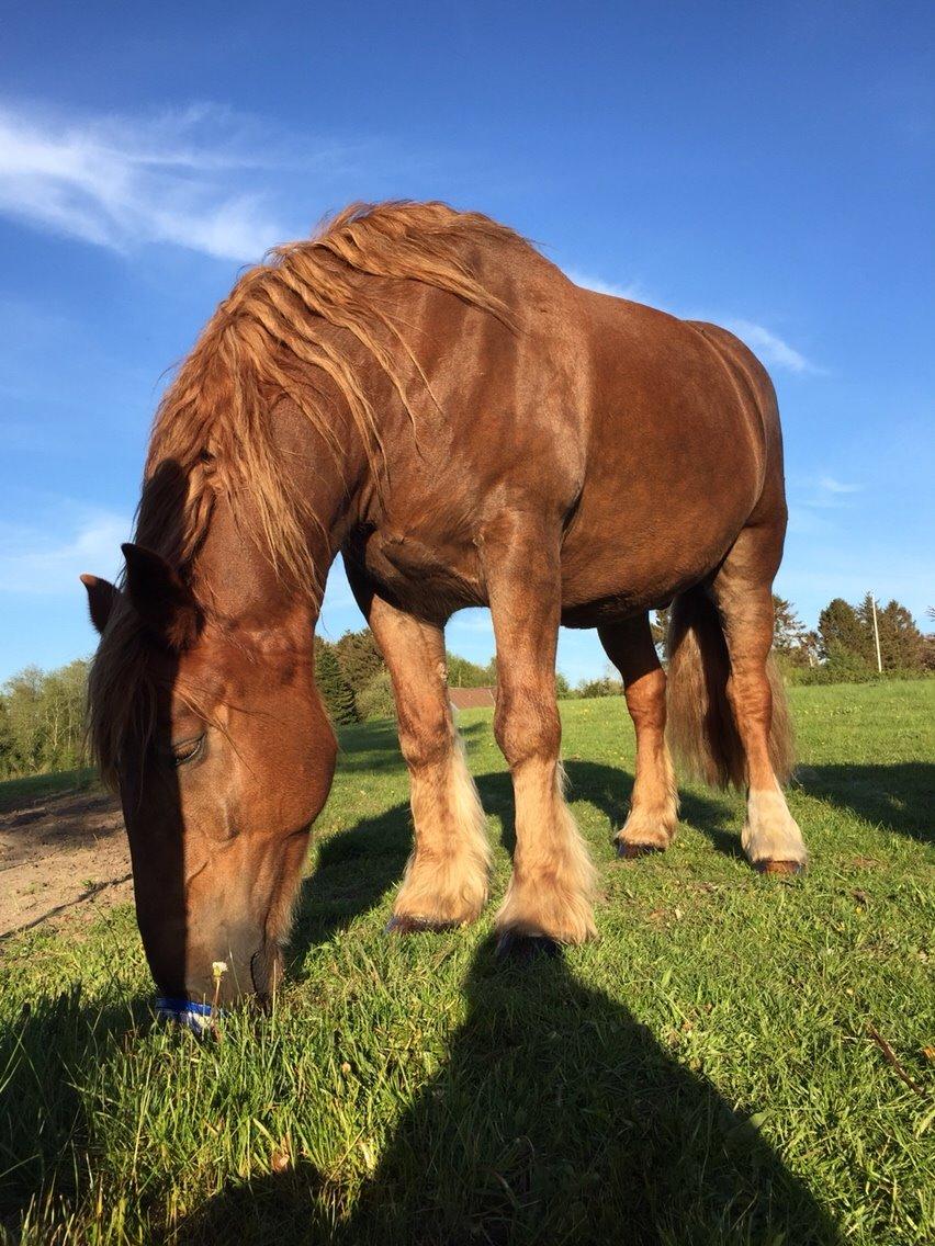 Schleswiger William billede 11