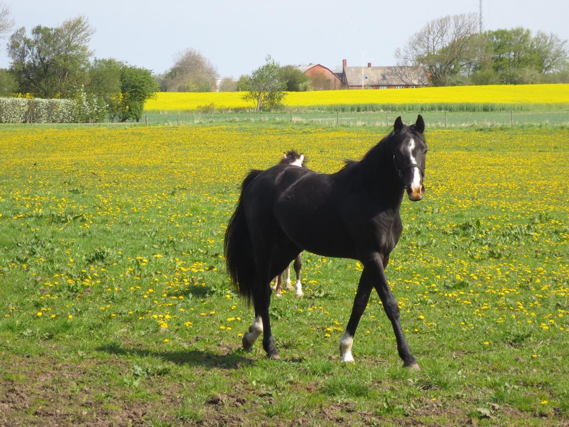 Dansk Varmblod Mosegårdens Derello "Frost" <3 billede 21