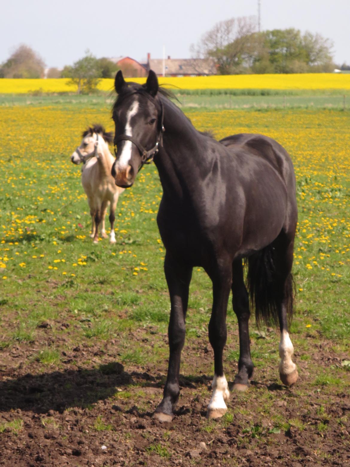 Dansk Varmblod Mosegårdens Derello "Frost" <3 billede 26