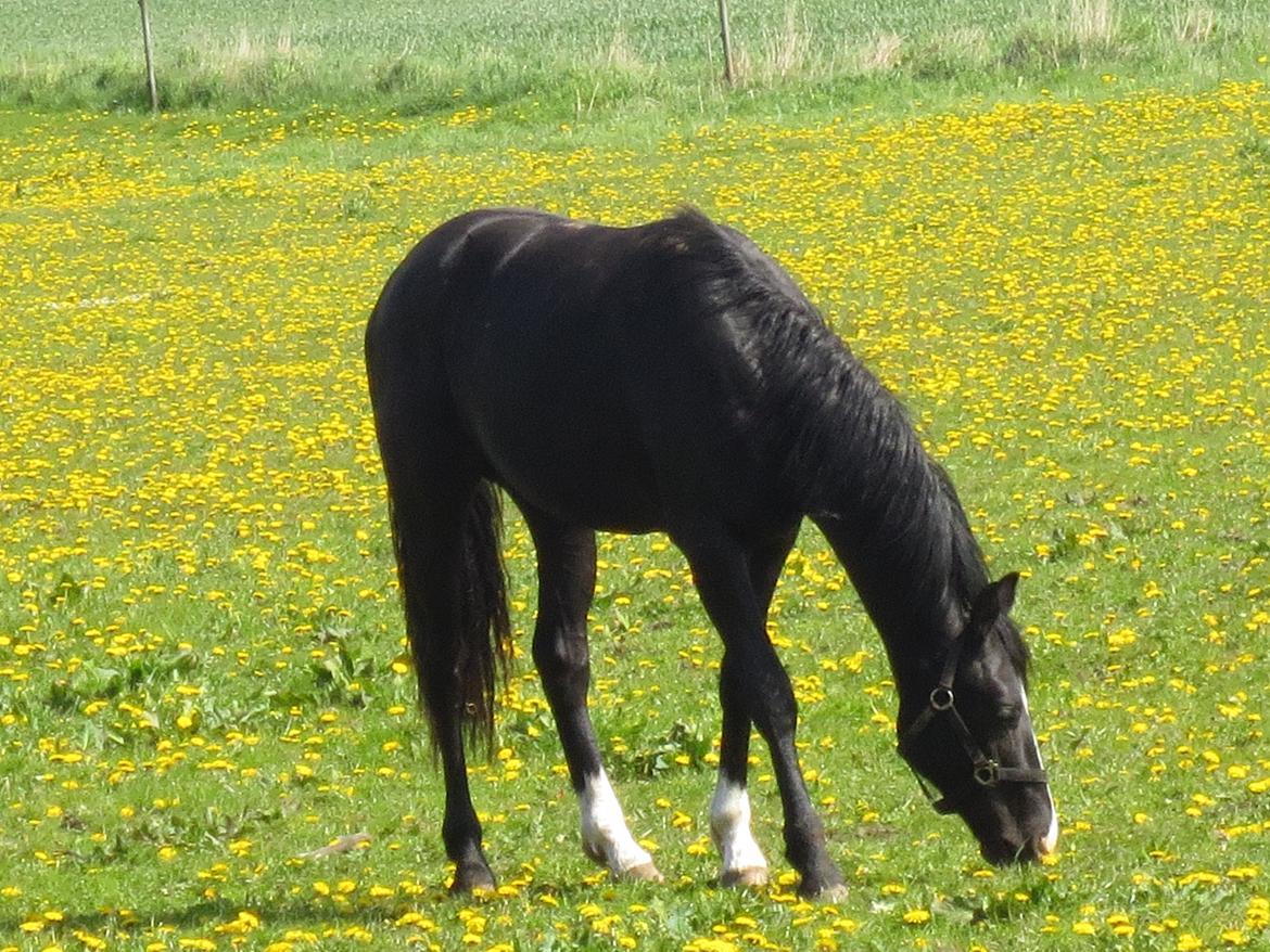 Dansk Varmblod Mosegårdens Derello "Frost" <3 billede 23