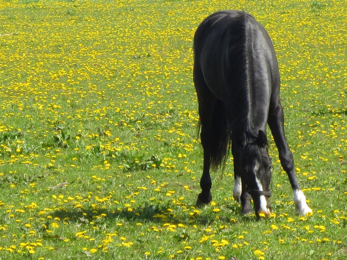 Dansk Varmblod Mosegårdens Derello "Frost" <3 billede 22