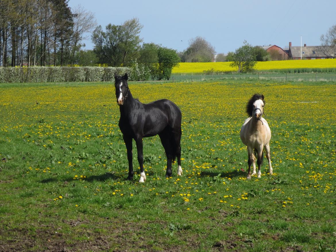 Dansk Varmblod Mosegårdens Derello "Frost" <3 billede 20