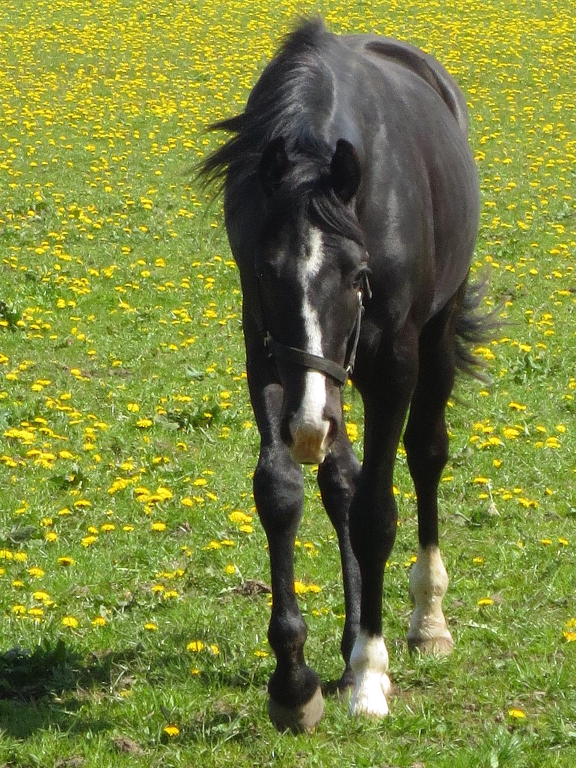 Dansk Varmblod Mosegårdens Derello "Frost" <3 billede 24