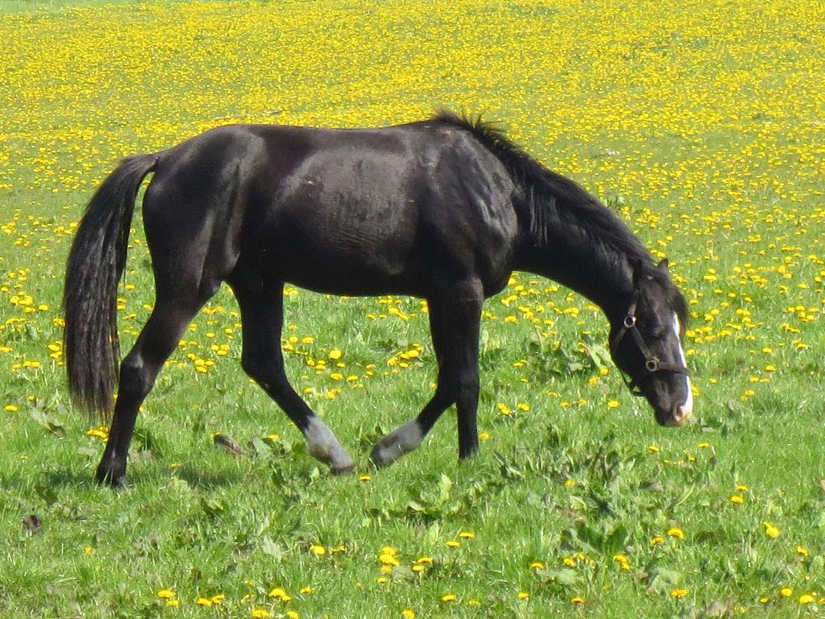 Dansk Varmblod Mosegårdens Derello "Frost" <3 billede 25