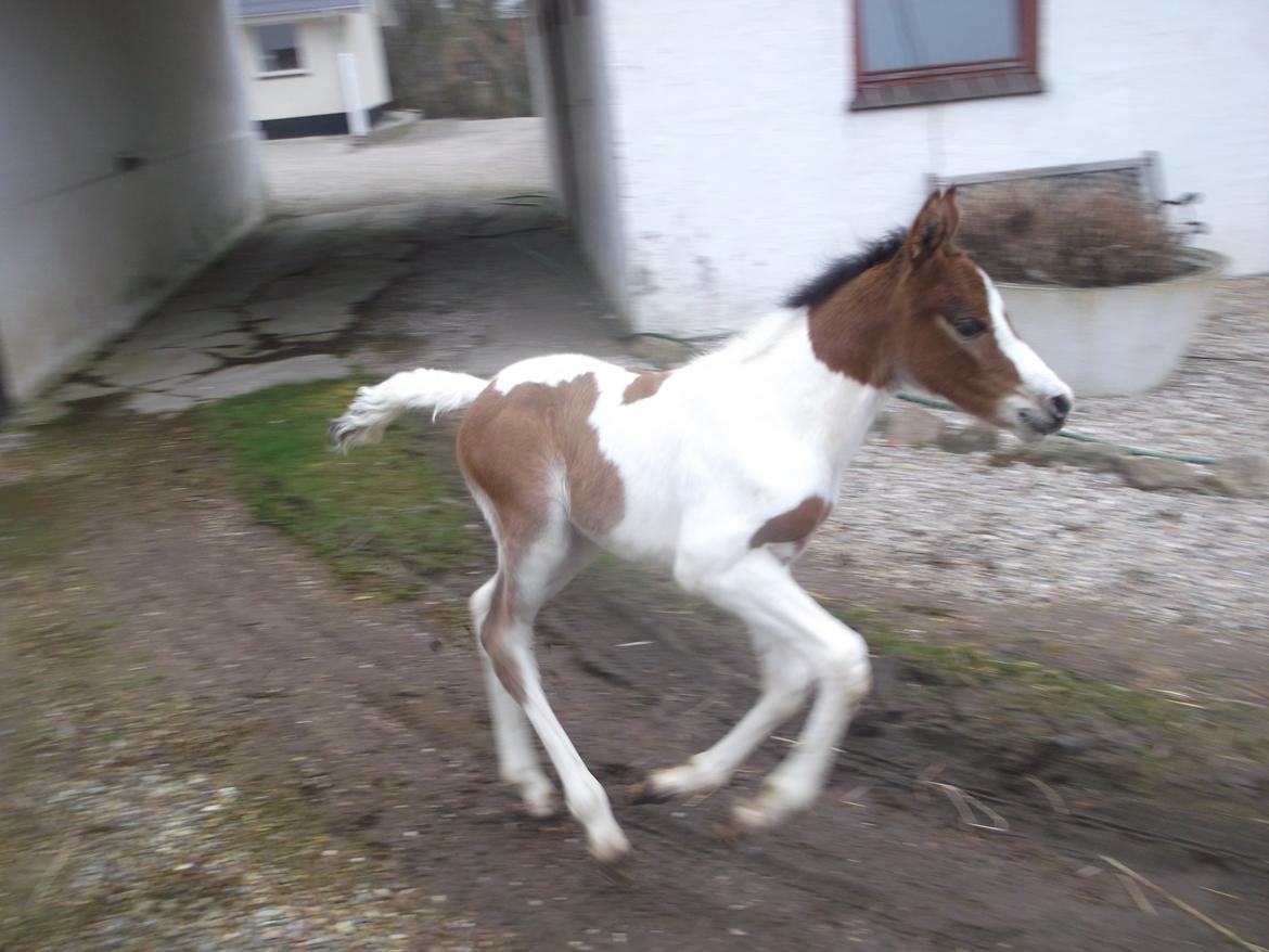 Pinto TEAM BABS'S ANGEL - lidt galop billede 14