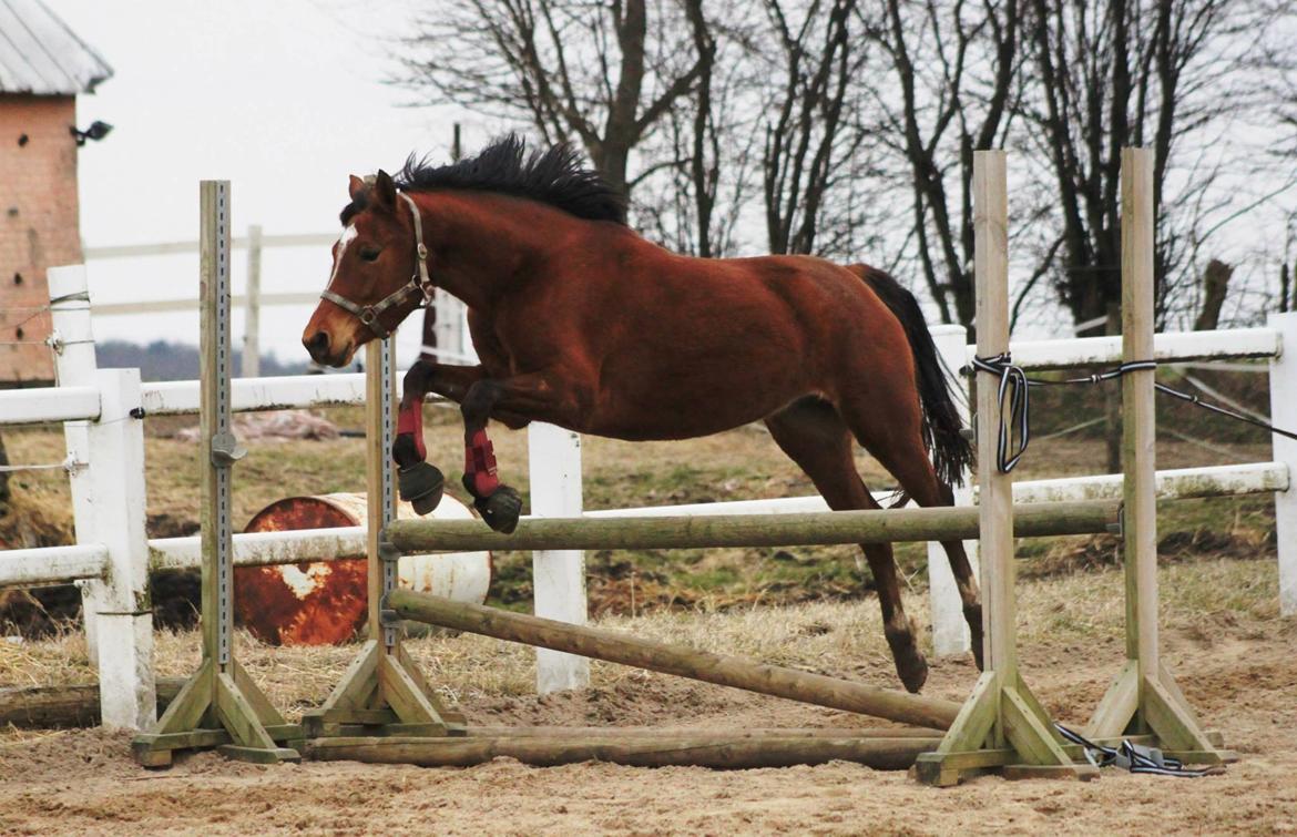 DSP Birkemøllens dea billede 6