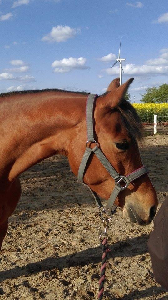 DSP Birkemøllens dea billede 2