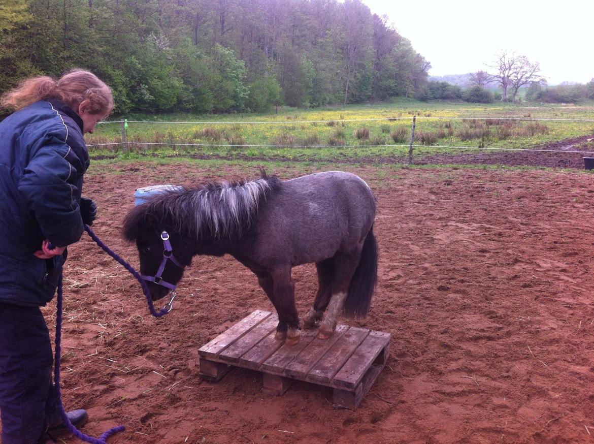 Miniature I am isabella billede 4