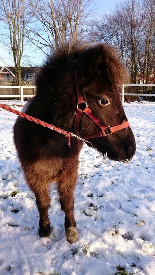 Miniature I am isabella billede 5