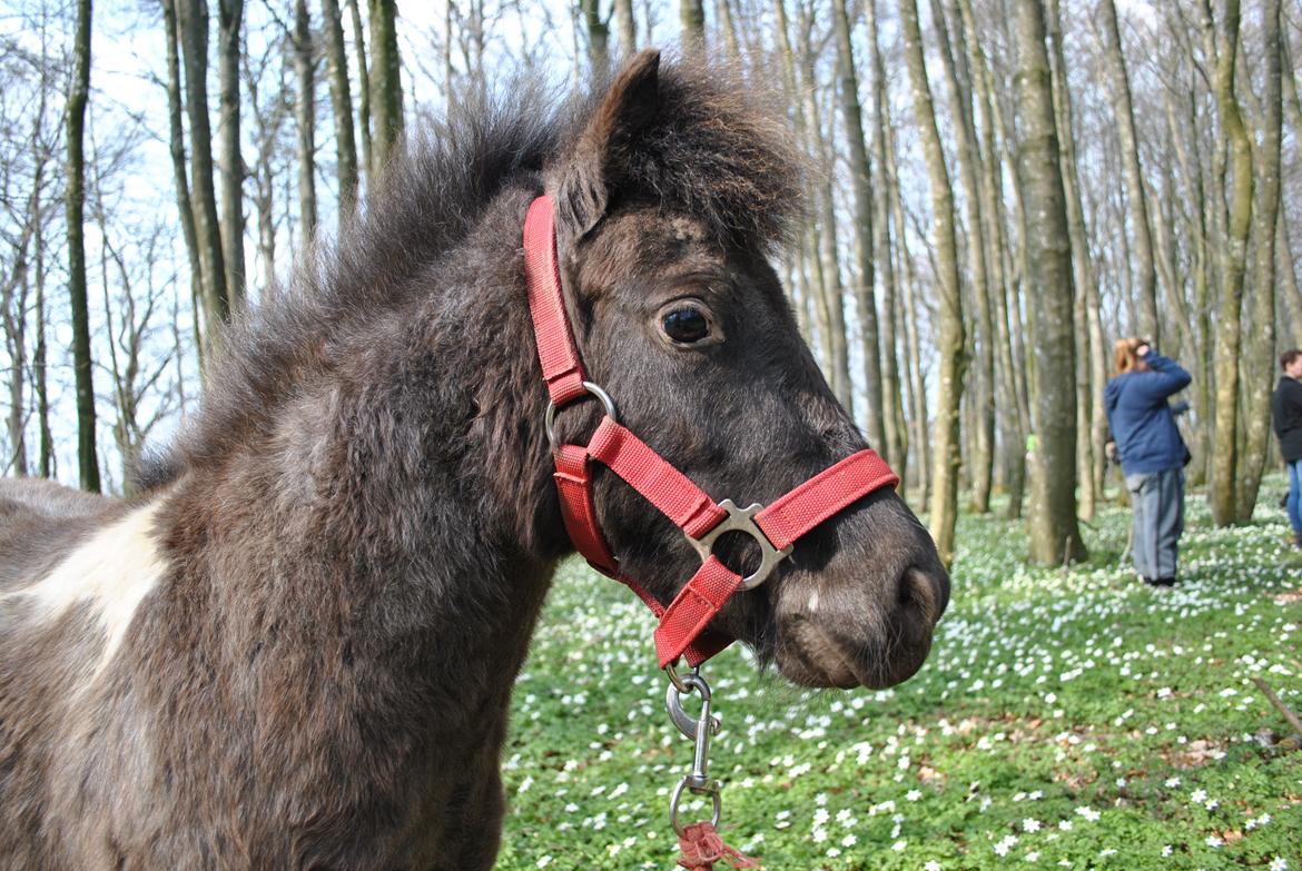 Miniature I am isabella billede 1