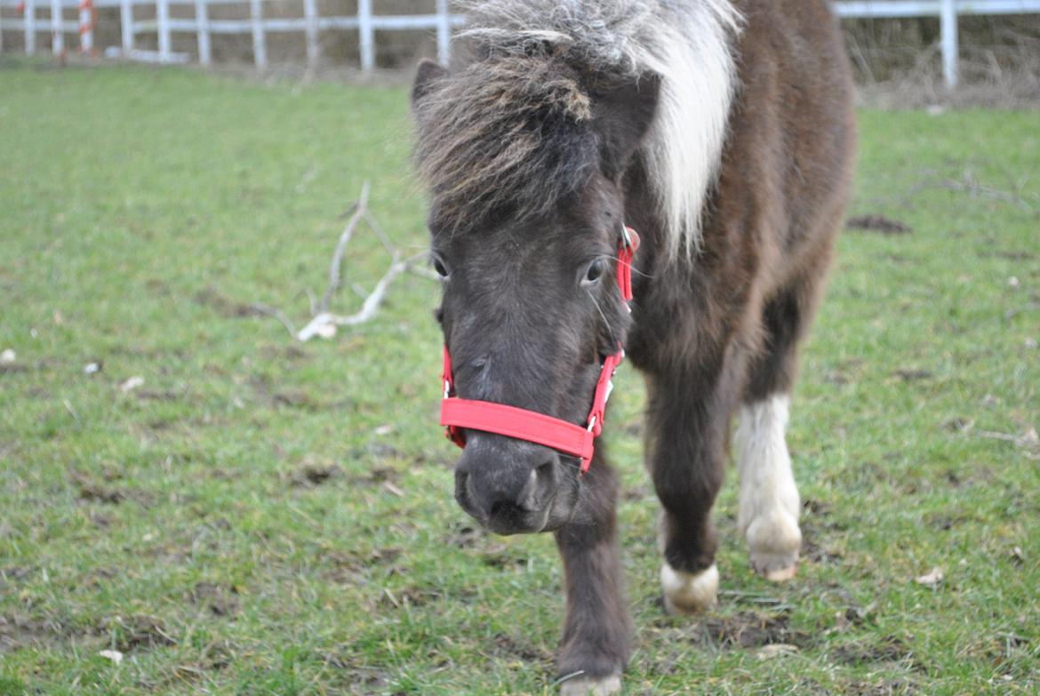 Miniature I am isabella billede 3