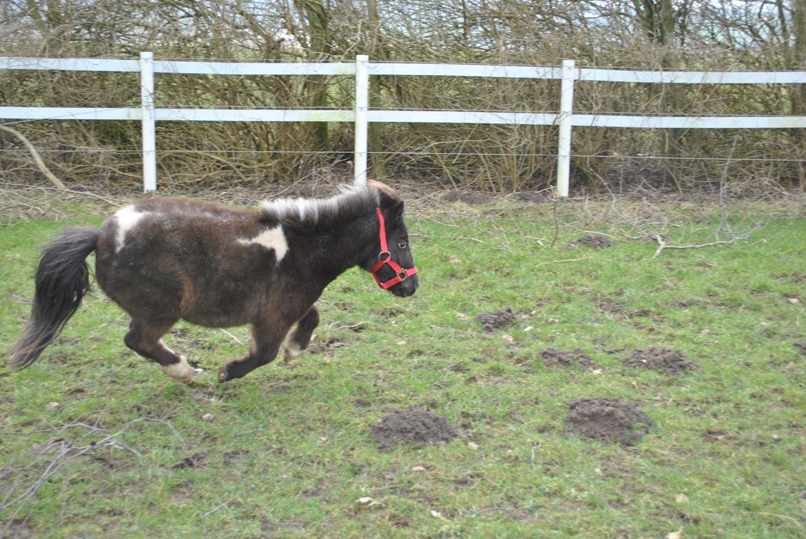 Miniature I am isabella billede 2