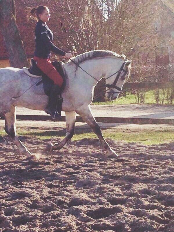 Pura Raza Española Urbano XVIII billede 9