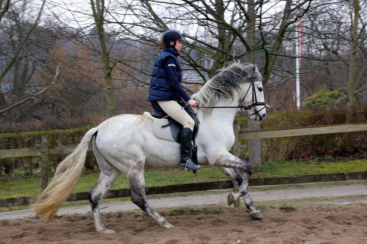 Pura Raza Española Urbano XVIII billede 6