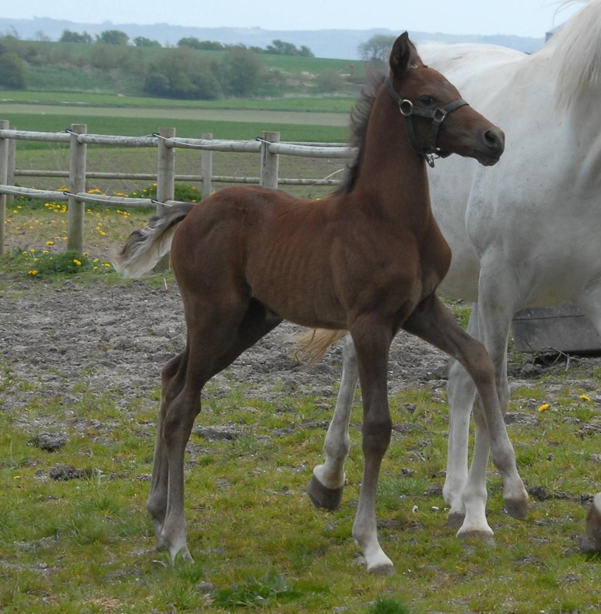 DSP SØGAARDS MR. GREY MOON billede 2