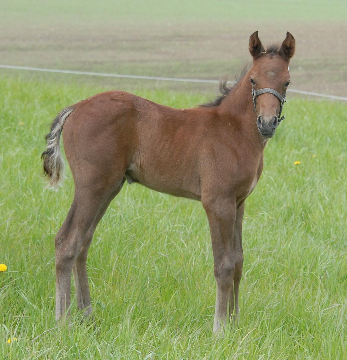 DSP SØGAARDS MR. GREY MOON billede 3