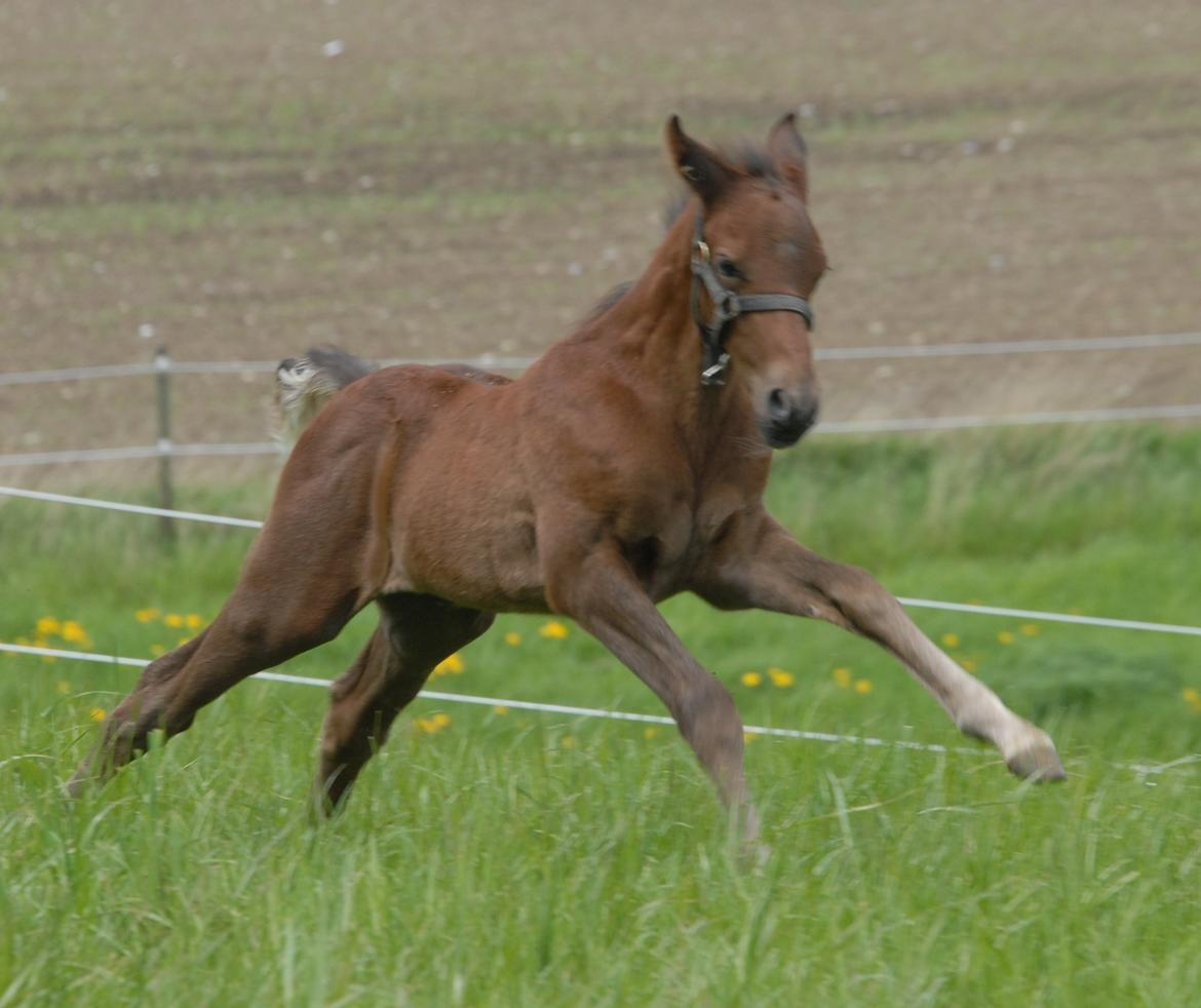 DSP SØGAARDS MR. GREY MOON billede 4