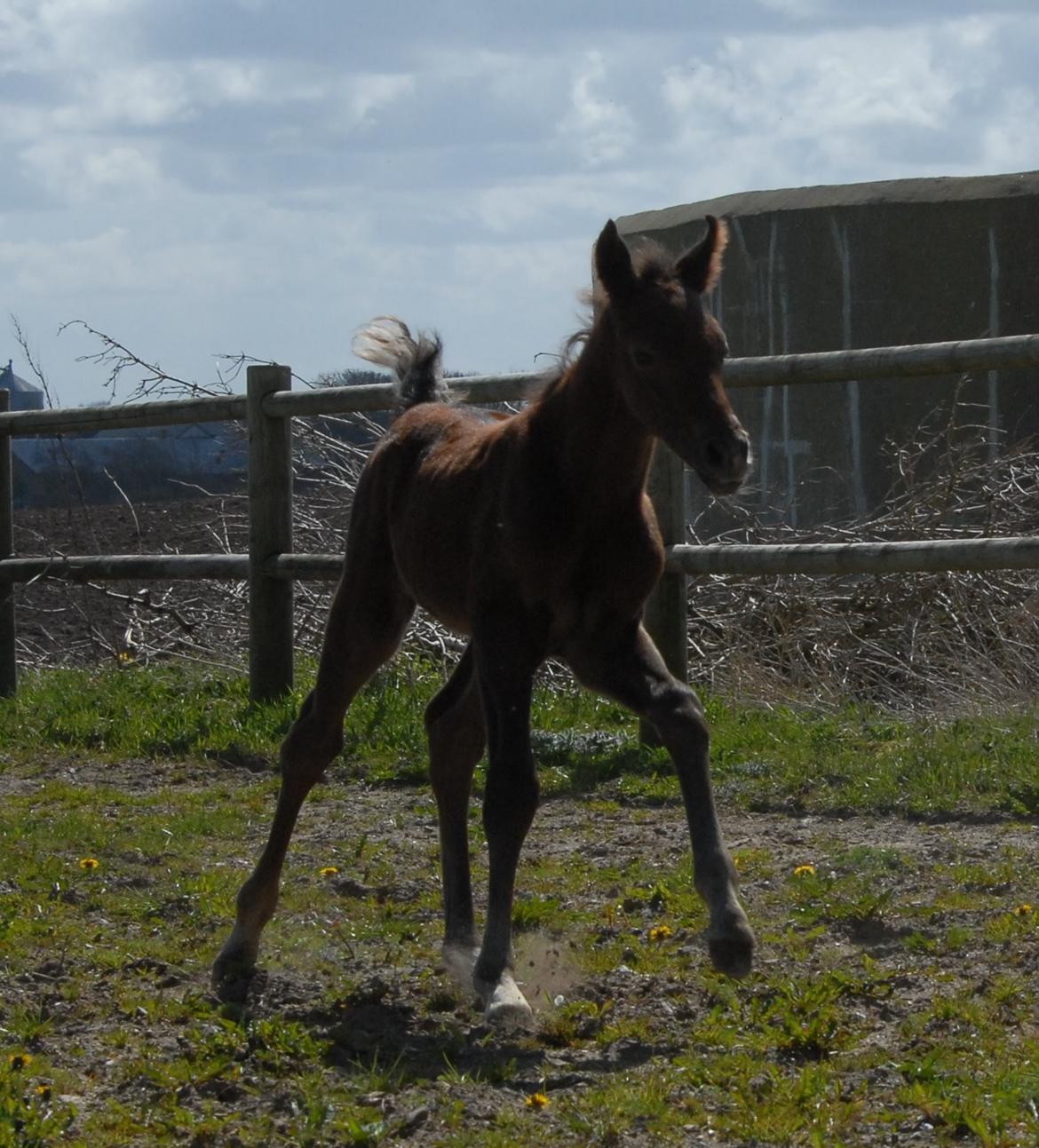 DSP SØGAARDS MR. GREY MOON billede 6