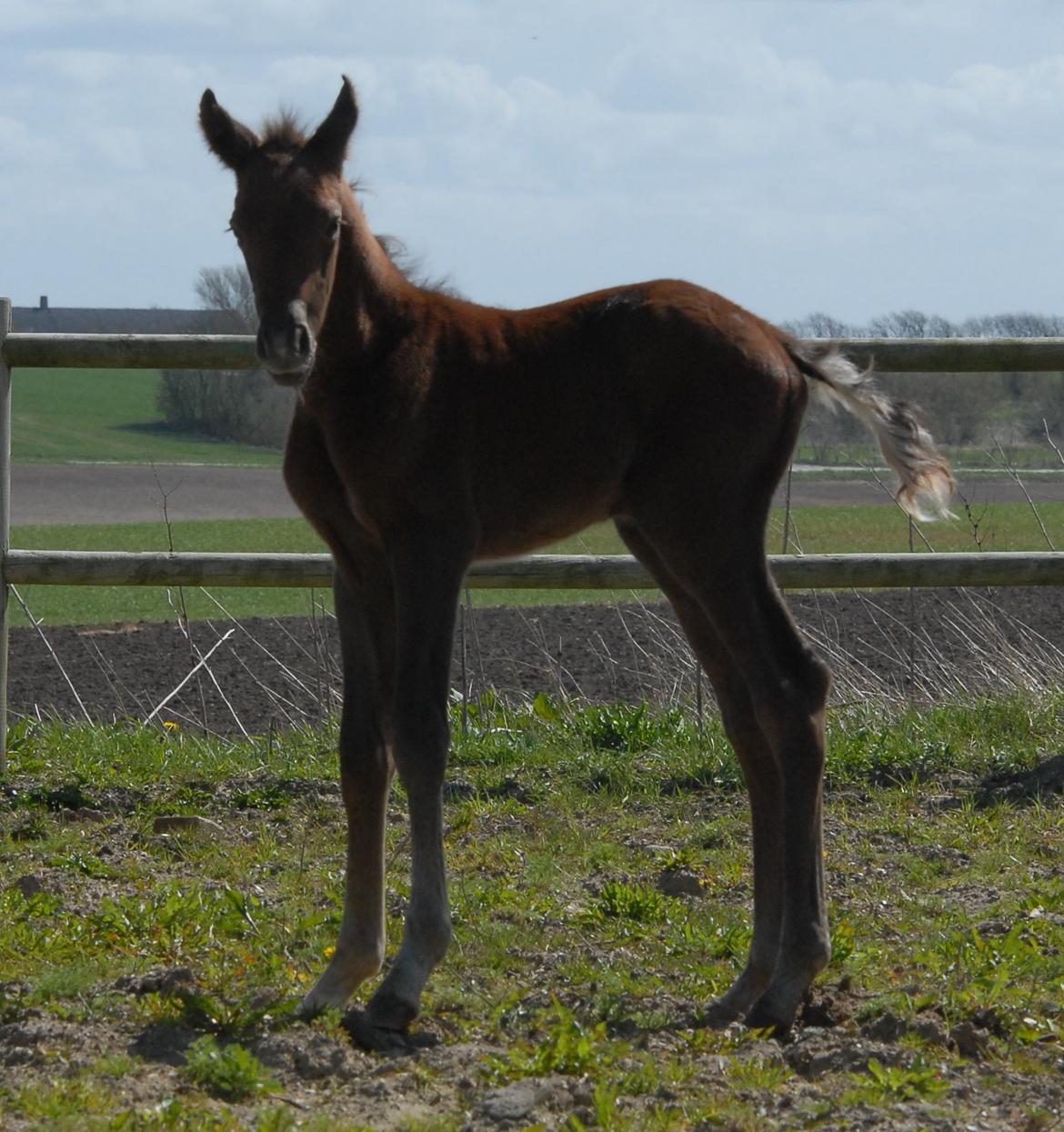 DSP SØGAARDS MR. GREY MOON billede 5