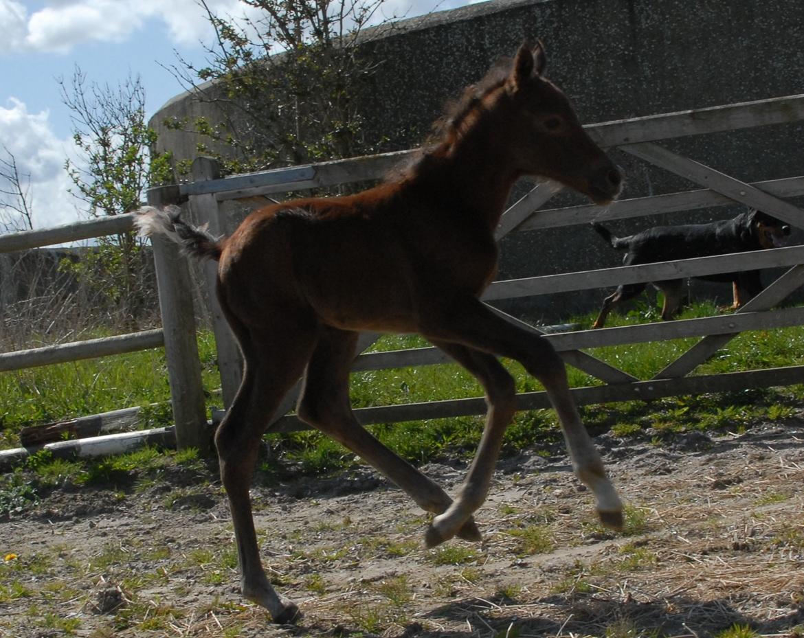 DSP SØGAARDS MR. GREY MOON billede 7