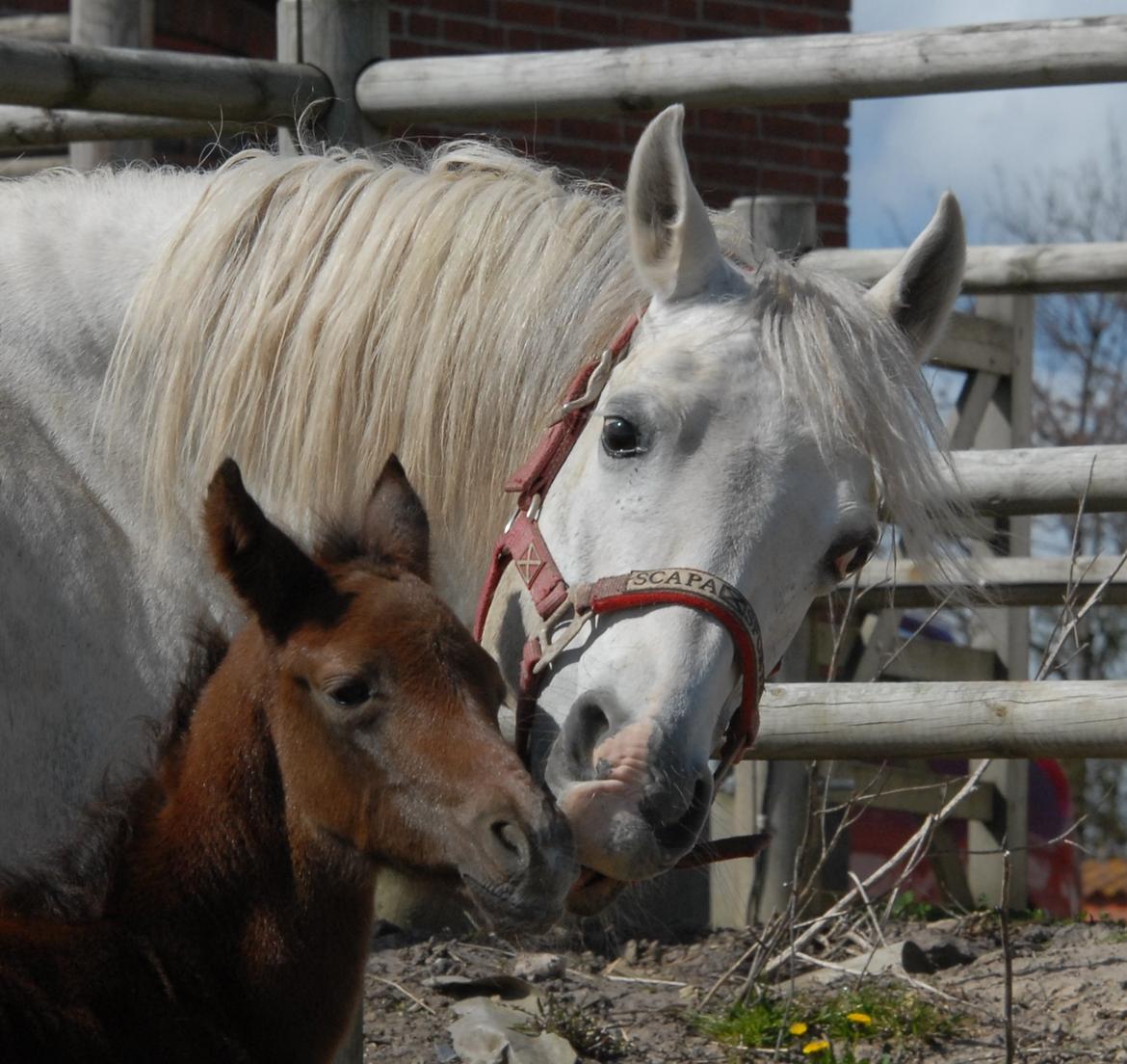 DSP SØGAARDS MR. GREY MOON billede 8