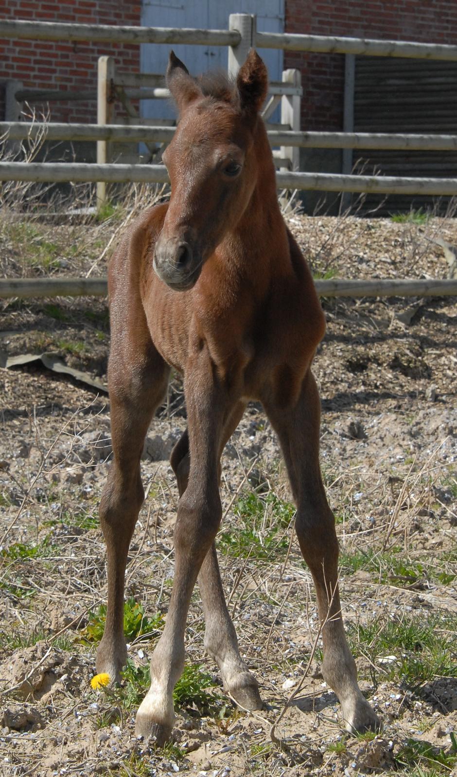 DSP SØGAARDS MR. GREY MOON billede 9