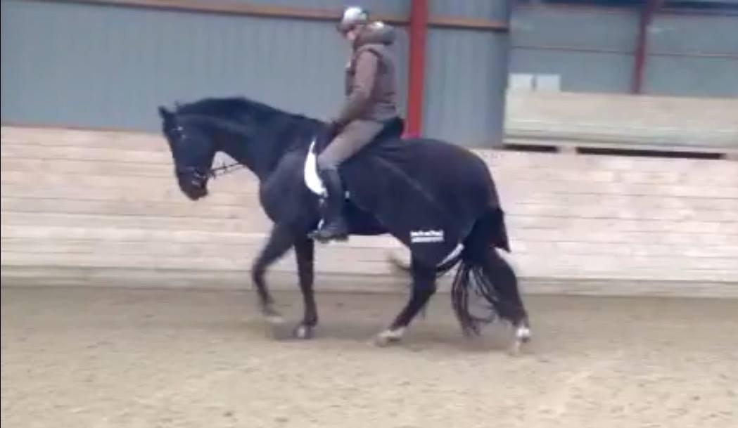 Dansk Varmblod Lyngbakgaard's Narcoh billede 17