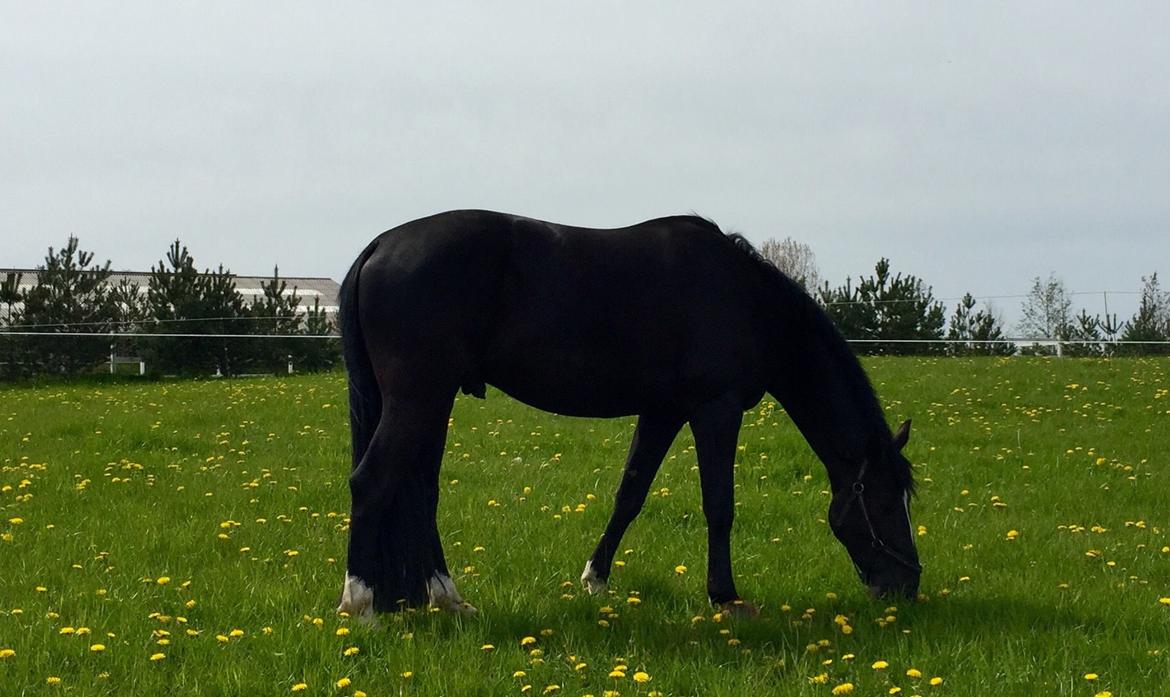 Dansk Varmblod Lyngbakgaard's Narcoh billede 19