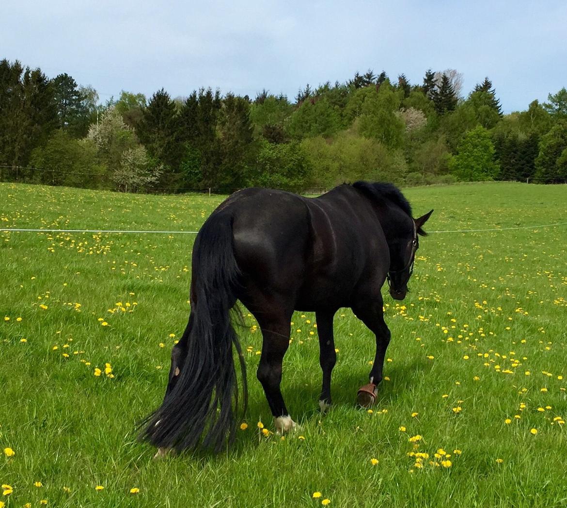 Dansk Varmblod Lyngbakgaard's Narcoh billede 20