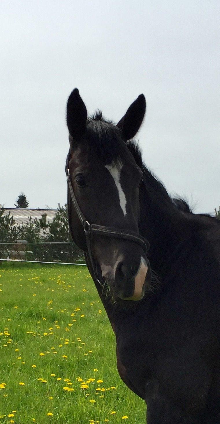 Dansk Varmblod Lyngbakgaard's Narcoh billede 18