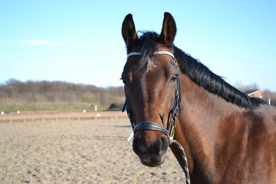 Anden særlig race Balcarno Star billede 1