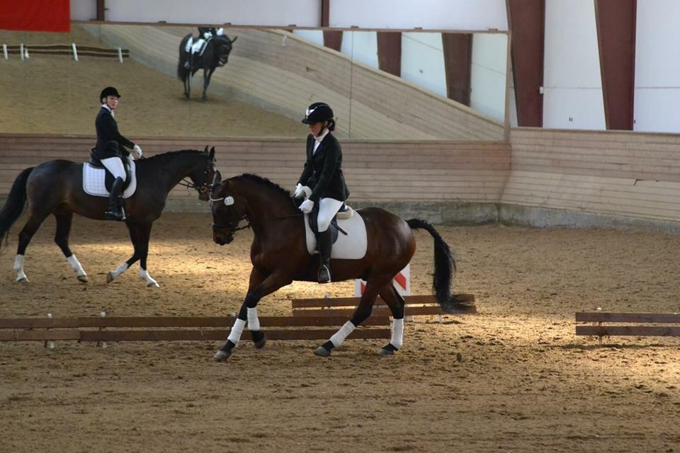 Anden særlig race Balcarno Star billede 16