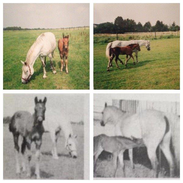 Anden særlig race Balcarno Star - Star som føle basse <3 billede 14