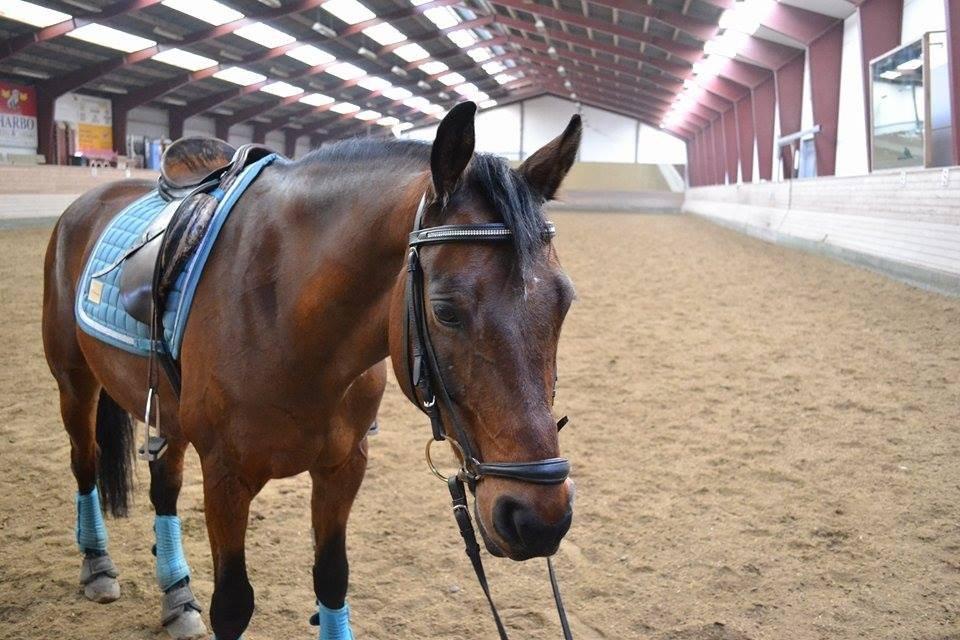 Anden særlig race Balcarno Star billede 8