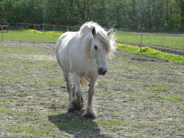 Irish Cob Tøsen billede 7