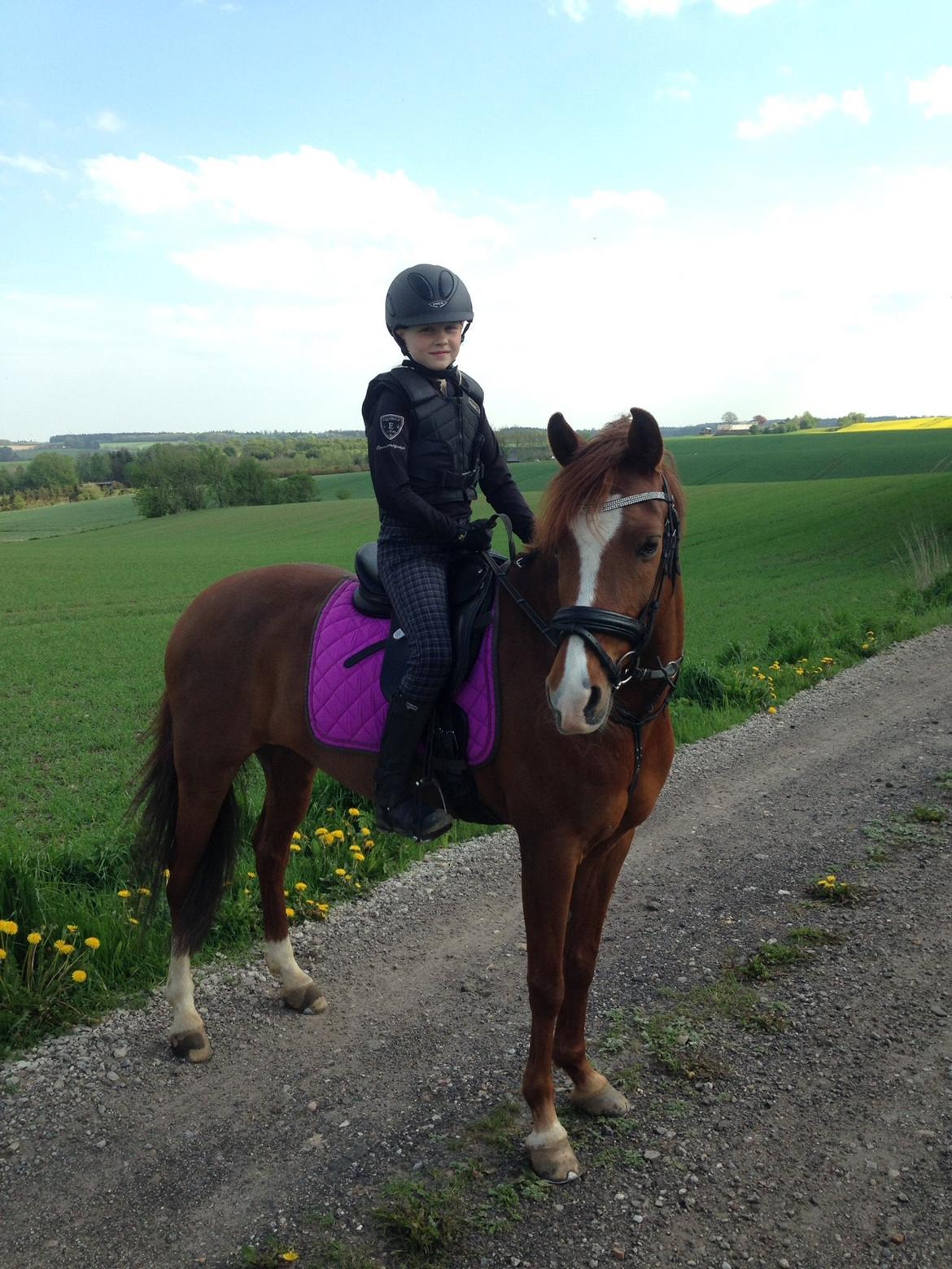 Tysk Sportspony Heidi (Duchesse) - så er vi på tur billede 11