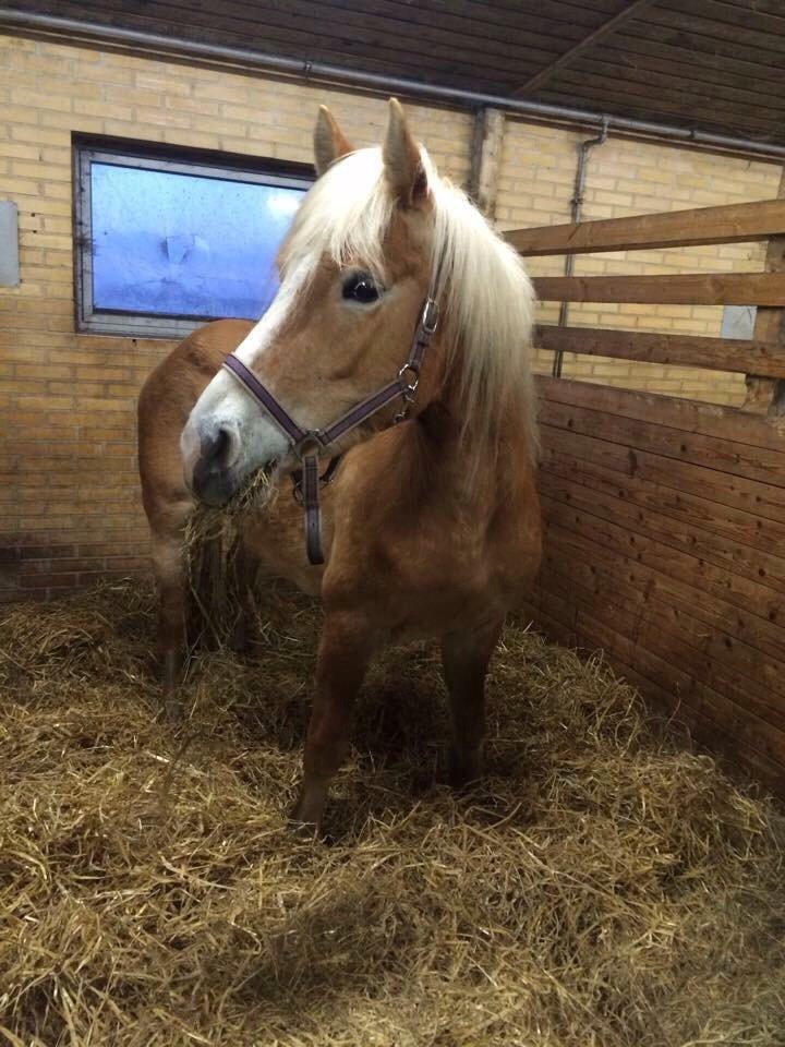 Haflinger Mitavia kaldes baby billede 7