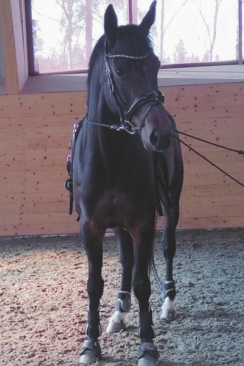 Dansk Varmblod Holmevangs Tess billede 7